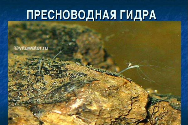 Что за приложение кракен